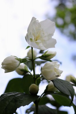 Philadelphus coronarius - pustoryl věncový - květ